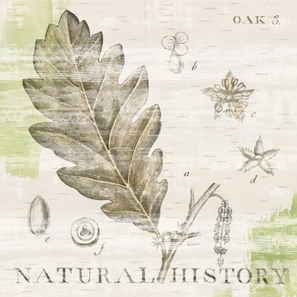 Picture of NATURAL HISTORY OAK III