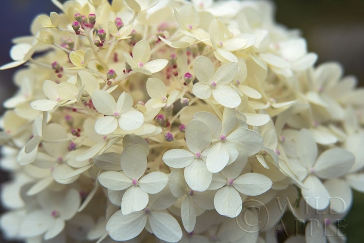 Picture of HYDRANGEA DELIGHT I