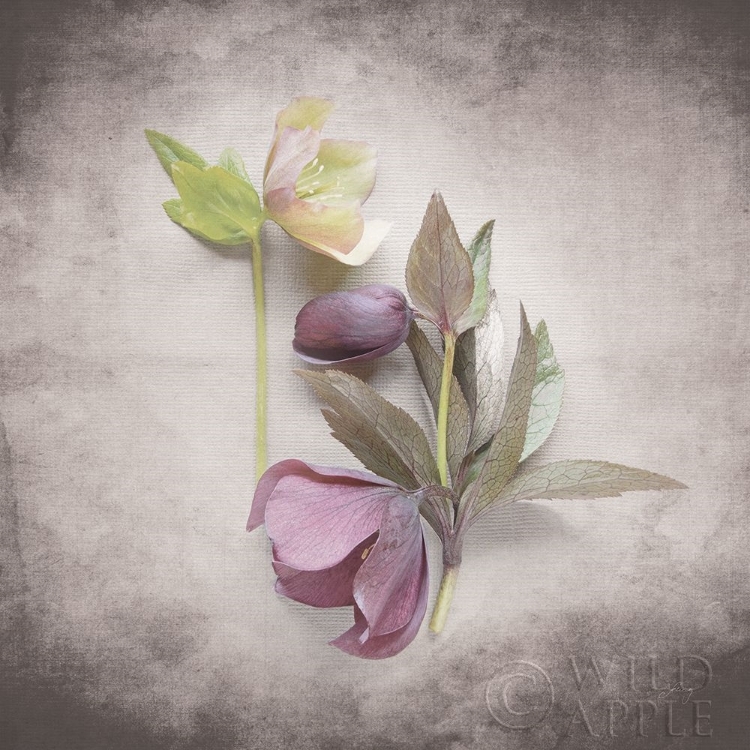 Picture of VINTAGE HELLEBORE STUDY VII