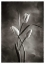 Picture of TWOTONE TULIPS VII