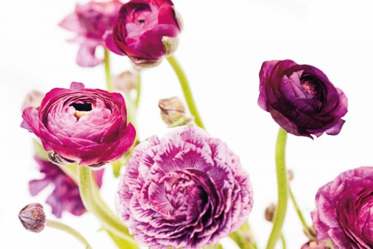 Picture of SPRING RANUNCULUS IV