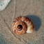 Picture of SAND SURF SHELL