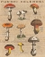 Picture of FUNGHI VELENOSI I