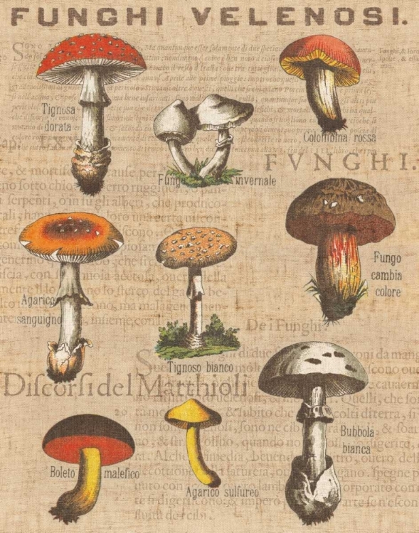 Picture of FUNGHI VELENOSI I