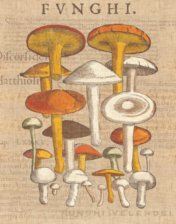 Picture of FUNGHI VELENOSI II