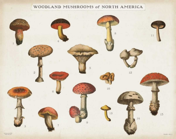 Picture of MUSHROOM CHART I LIGHT