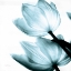 Picture of TRANSLUCENT TULIPS II SQ AQUA CROP