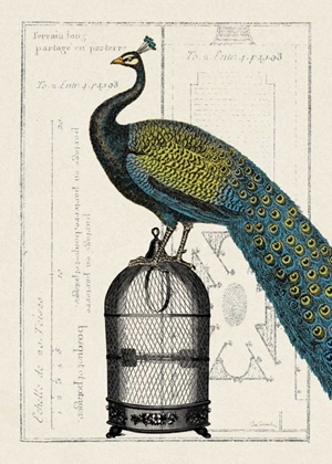 Picture of PEACOCK BIRDCAGE II