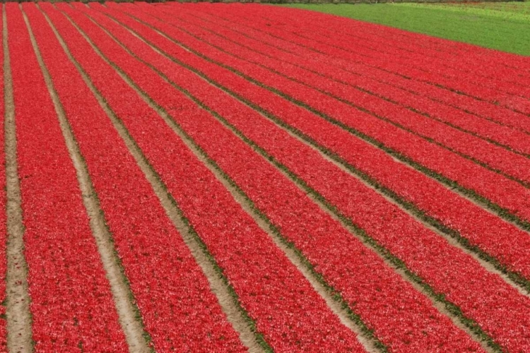 Picture of NETHERLANDS, LISSE RED TULIPS ON A FLOWER FARM