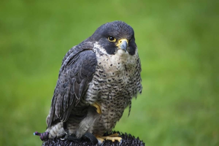 Picture of CZECH REPUBLIC, PRAGUE CAPTIVE PEREGRINE FALCON