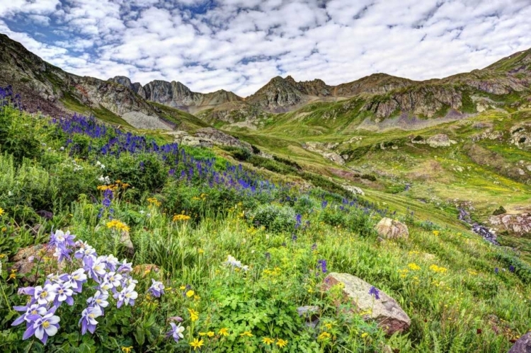 Picture of COLORADO, SAN JUAN MTS, FLOWERS IN AMERICAN BASIN