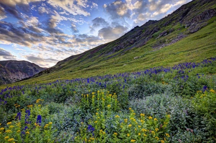 Picture of COLORADO, SAN JUAN MTS, FLOWERS IN AMERICAN BASIN