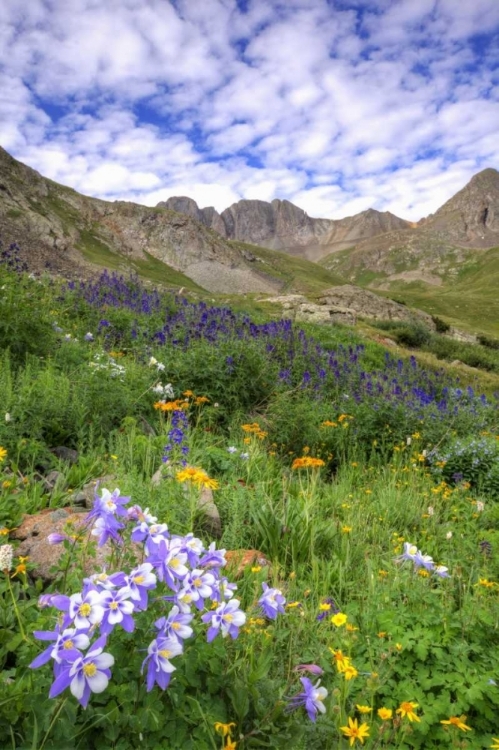 Picture of COLORADO, SAN JUAN MTS, FLOWERS IN AMERICAN BASIN