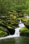 Picture of TN, GREAT SMOKY MTS STREAM CASCADES UNDER BRIDGE