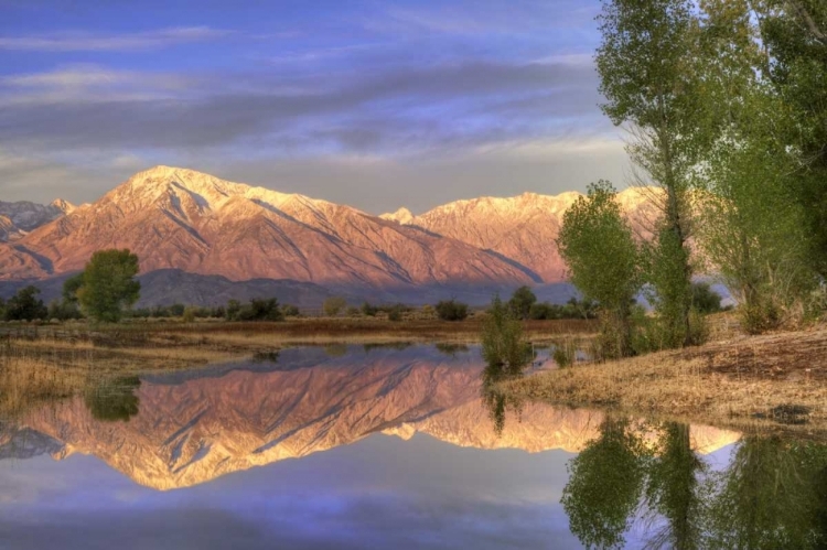 Picture of CA, BISHOP REFLECTION OF MT TOM IN FARMERS POND