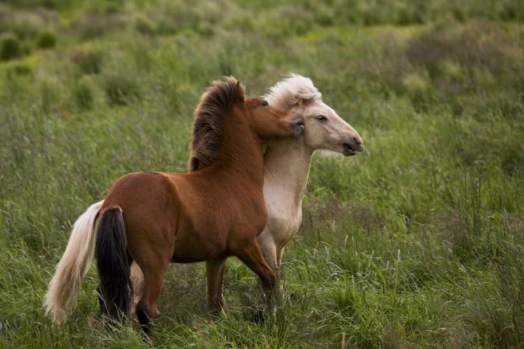 Picture of ICELAND ICELANDIC HORSES GETTING FEISTY