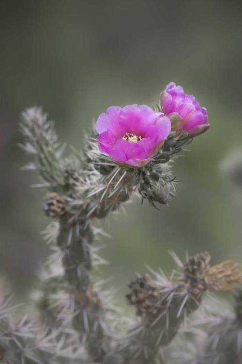 Picture of USA, COLORADO TREE CHOLLA CACTUS IN BLOOM