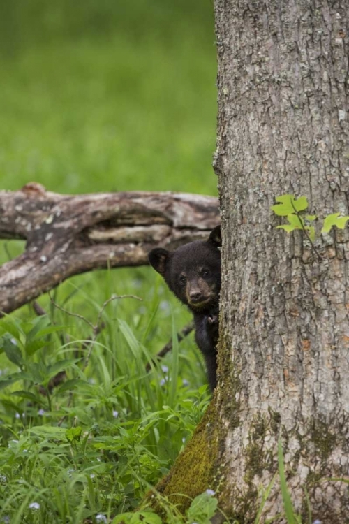 Picture of TENNESSEE, GREAT SMOKY MTS BLACK BEAR CUB