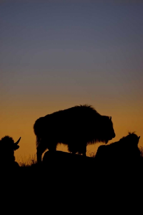 Picture of WY, YELLOWSTONE BSON SILHOUETTED AT SUNSET