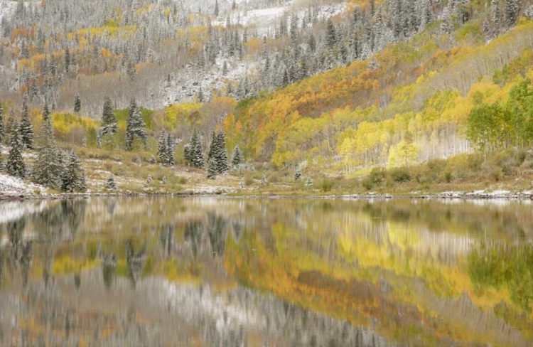 Picture of CO, MAROON LAKE, FRESH SNOW AND ASPEN TREES