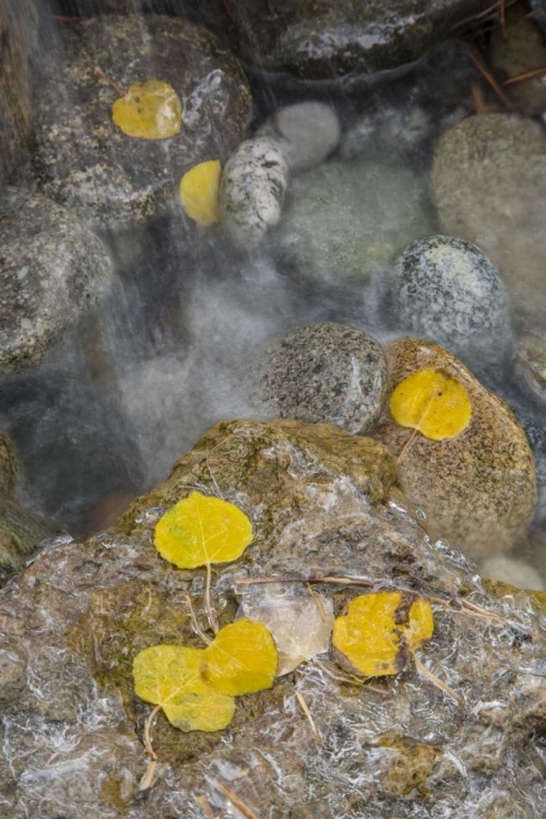 Picture of COLORADO, PIKE NF ASPEN LEAVES ON ICY ROCKS