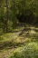 Picture of NORTH CAROLINA OVERGROWN ABANDONED RAIL LINE