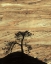 Picture of UT, ZION NP PINE TREE SILHOUETTED AGAINST ROCK