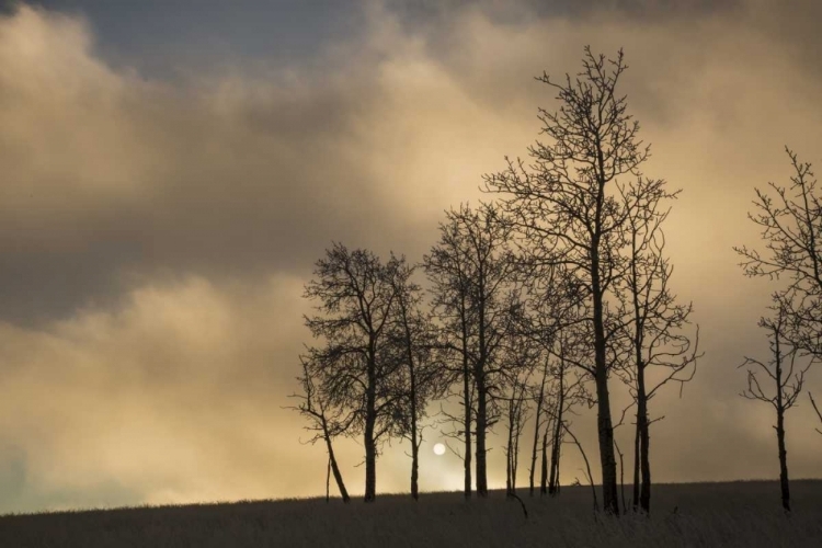 Picture of CO, PIKE NF SUNRISE ON CLOUDS AND ASPEN TREES