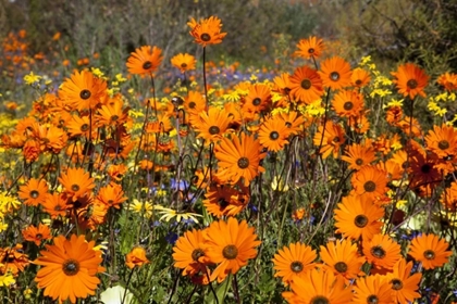 Picture of FLOWERS IN NAMAQUA NP, NAMAQUALAND, SOUTH AFRICA
