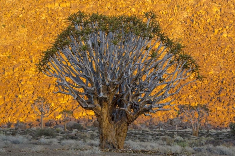 Picture of SOUTH RICHTERSVELD NP QUIVER TREES AGAINST HILL