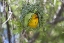 Picture of SLENDER-BILLED WEAVER, KAMIESKROON, SOUTH AFRICA