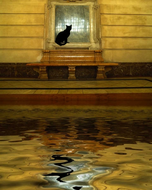 Picture of CONCEPT OF BLACK CAT AND WATER