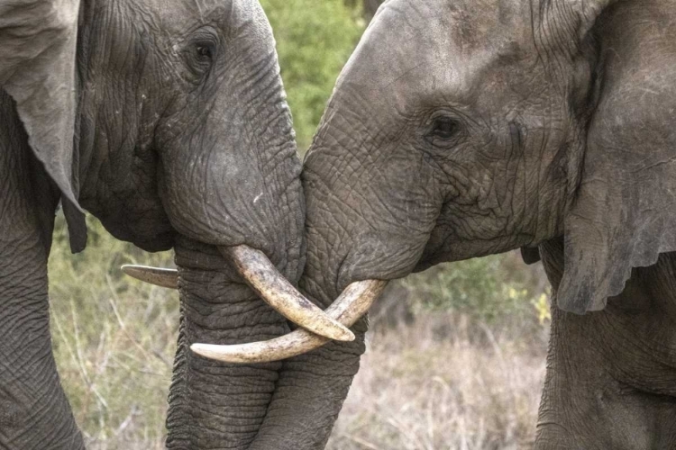 Picture of SOUTH AFRICA, SPARRING ELEPHANTS