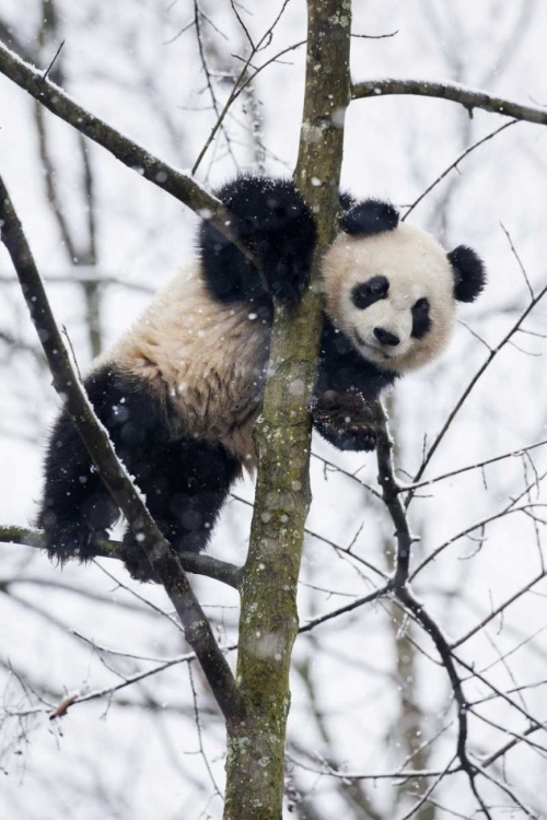 Picture of CHINA, CHENGDU BABY GIANT PANDA IN TREE