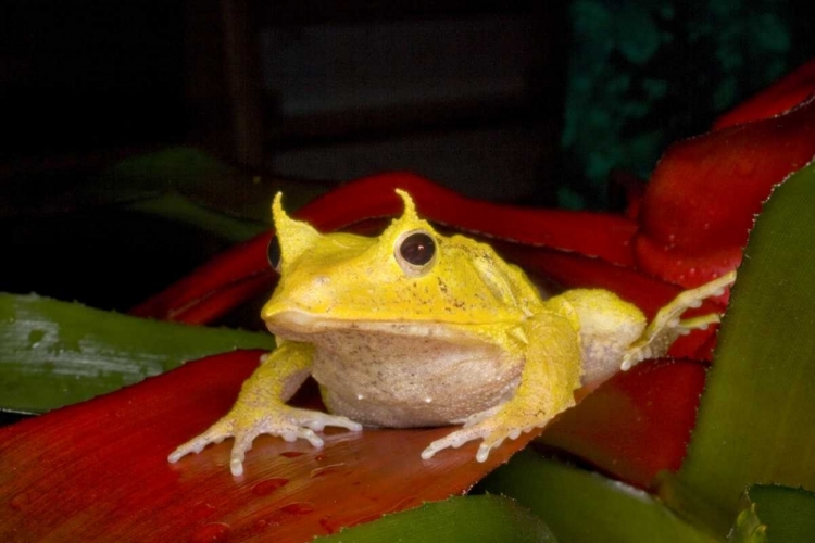 Picture of SOLOMON ISLANDS SOLOMON ISLAND LEAF FROG