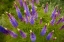 Picture of TENNESSEE PAINTERLY EFFECT ON LUPINE FLOWERS