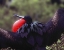 Picture of ECUADOR, GALAPAGOS SPREAD-EAGLED FRIGATEBIRD