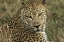 Picture of BOTSWANA, SAVUTE GAME RESERVE RESTING LEOPARD