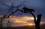 Picture of BOTSWANA, SAVUTI GAME RESERVE LEOPARD ON BRANCH