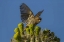 Picture of ARIZONA, SONORAN DESERT HOUSE FINCH ON SAGUARO