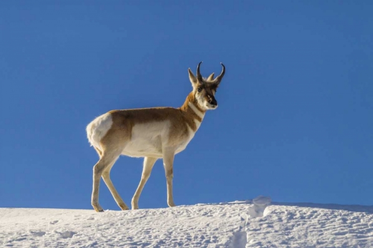 Picture of WY, PARADISE VALLEY PRONGHORN STANDING ON HILL