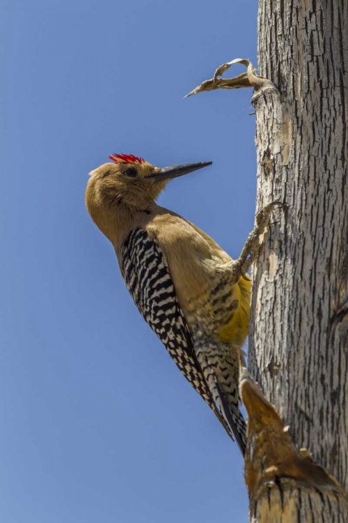 Picture of AZ, SONORAN DESERT GILA WOODPECKER ON OCOTILLO