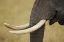 Picture of KENYA, MASAI MARA, AFRICAN ELEPHANT TUSKS