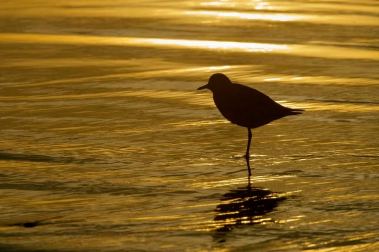 Picture of CA, LA JOLLA SHORES BLACK-BELLIED PLOVER