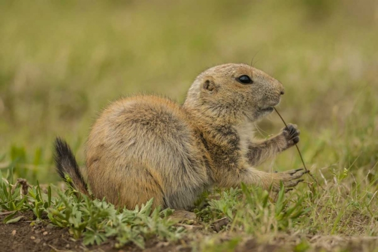 Picture of OKLAHOMA, WICHITA MTS BLACK-TAILED PRAIRIE DOG