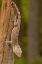 Picture of USA, NORTH CAROLINA TOKAY GECKO ON A TREE STUMP