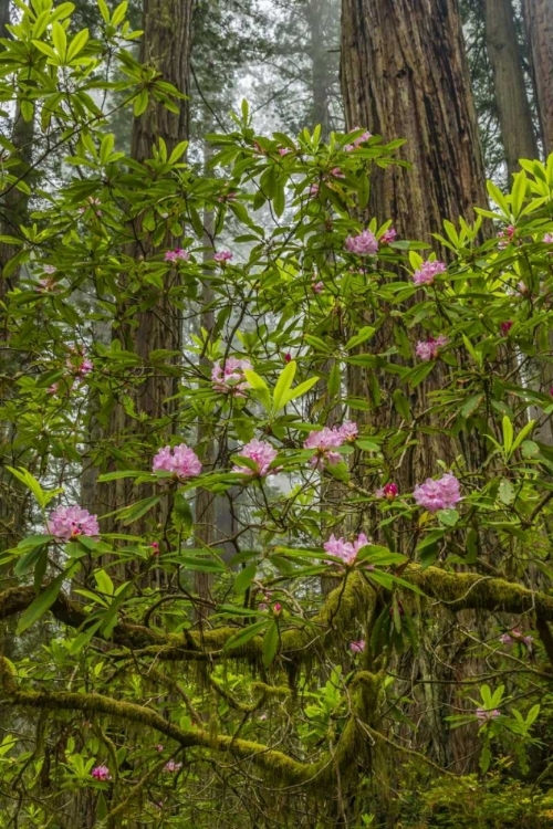 Picture of CALIFORNIA, REDWOODS NP RHODODENDRONS IN FOREST