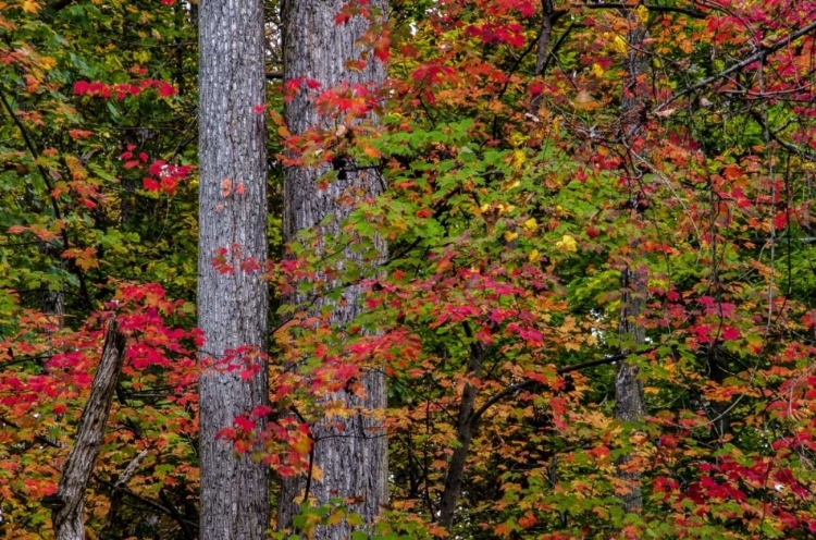 Picture of VIRGINIA, GREAT FALLS PARK AUTUMN COLOR ON TREES