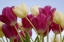 Picture of DETAIL OF TULIPS