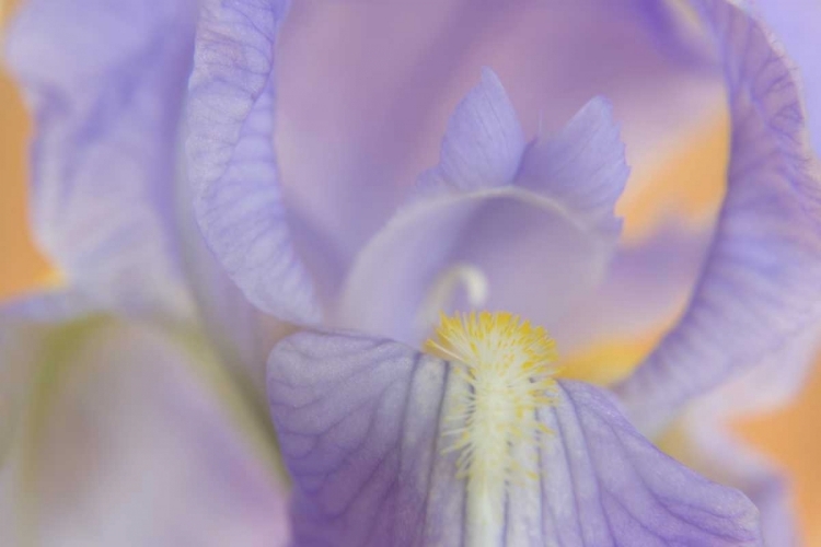 Picture of CLOSE-UP OF IRIS BLOSSOM